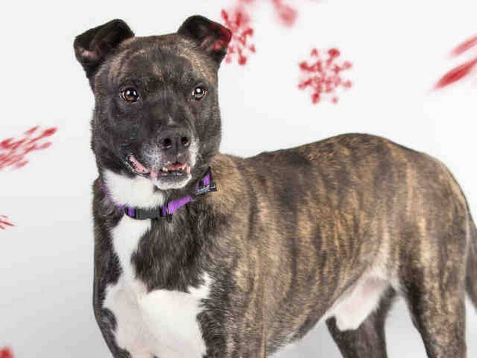 Sacramento’s Front Street shelter is full and there are free pet