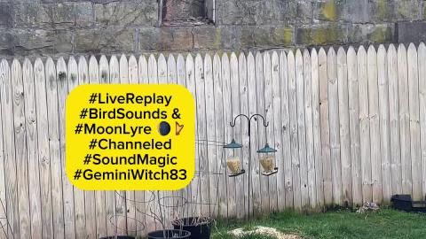 Intuitive Moon Lyre Practice with Bird Sounds