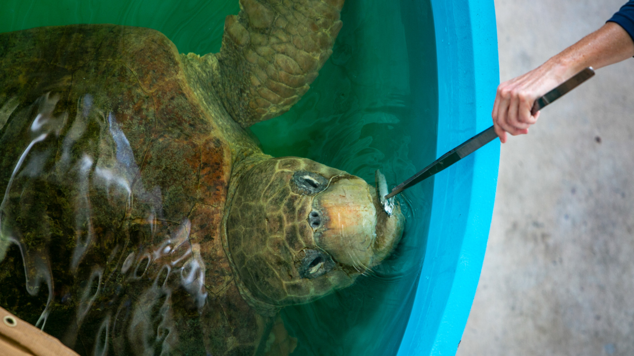 Watch grand opening for Zoo Miami's new turtle hospital Miami Herald