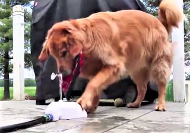Dog Gets Extremely Mad At Water Fountain!