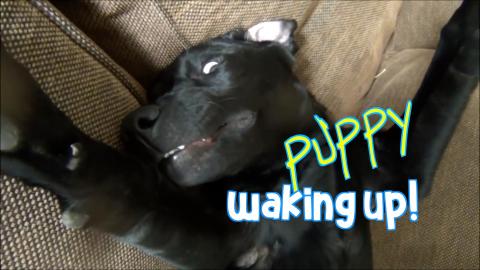 Percy the Black Labrador Puppy Waking Up After Deep Sleep...