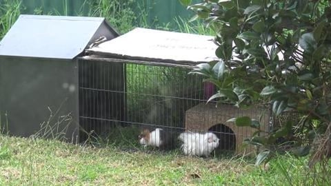Having the Guinea Pigs in the backyard didn't work