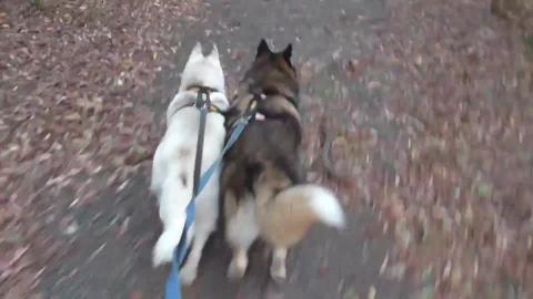Water is the best, according to puppy husky