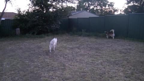 Malamute & Husky toilet break and wrestle