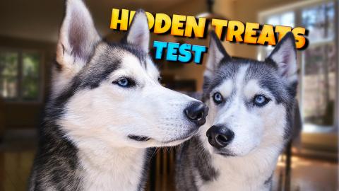 Dexterity and Practical Intelligence: Hidden Treat Test |...
