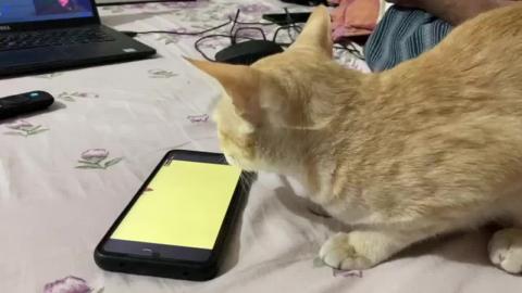 GIFY PLAYING ON PHONE !!
