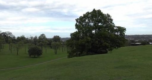 Husky's on long leads at Horn Park Toowoomba