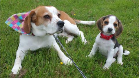 Adorable Beagle Puppy Life From 8 Weeks to one Year