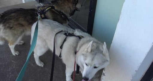 Ideas needed to keep my Husky girl safe