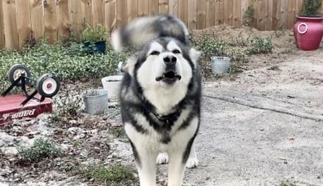 Malamute Makes Fun of my Cooking 