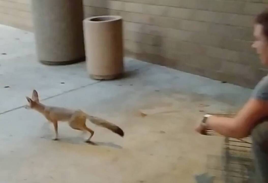 California kit fox released to CSU Bakersfield campus The Sacramento Bee