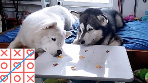 Quarantine Games For Dogs | Husky & Malamute Playing Tic ...