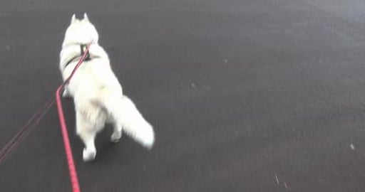Visiting Husky Mack on a foggy walk into town