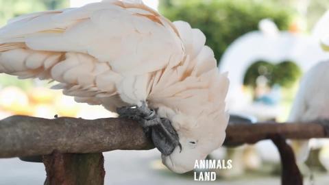 Beautiful Birds Video Compilation 07 Animals Land