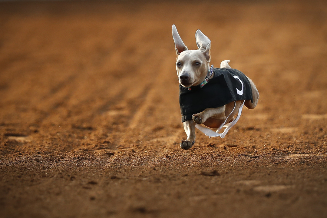 Annual wiener dog races at Red Mile Lexington Herald Leader