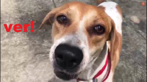 Ballon Popping With Dog