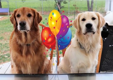 Hilarious Golden Retriever Dogs Play With Balloons!