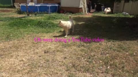 Hot dogs stuck at home, too hot to go out