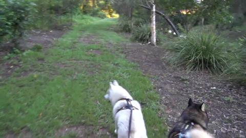 Splish splash hiking through mud with malamute & husky