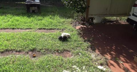 We have wild Guinea Pigs roaming in the front yard