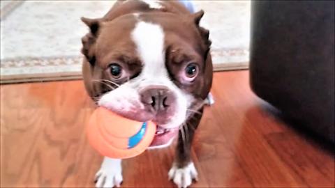 Feisty Boston Terrier Dog Refuse To Let Go Of The Ball.