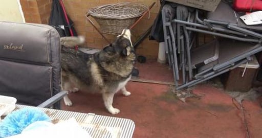 Malamute gets a special lunch with lots of vitamins and m...