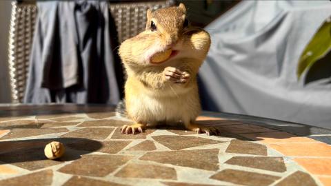 How many Peanuts can Steve put in his Cheek Pouches? / Ch...