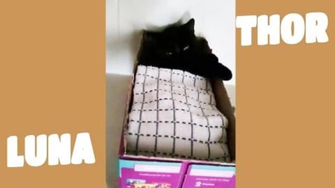 Luna cutest kitten bed time