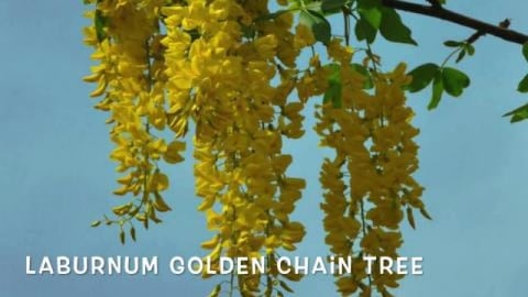 Laburnum Golden chain tree !! captured by BB Chef