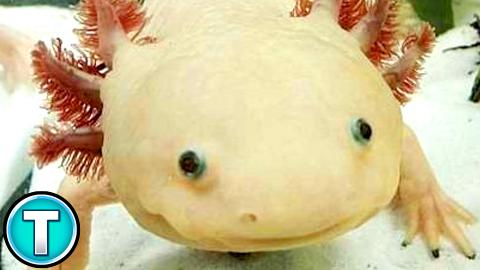 Axolotl | World's Weirdest Animals