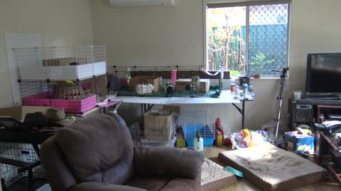 Wheeking Guinea Pigs and talking Husky