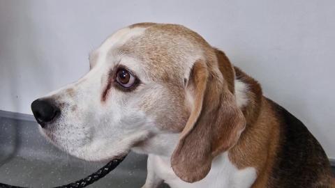 Why my beagle dog is terrible support
