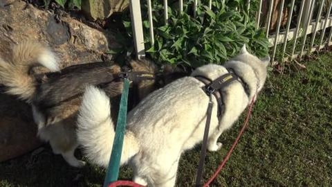 This area of Town is rough with cheap neglected houses