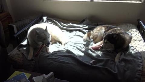 Malamute & Husky enjoying fresh bones for lunch