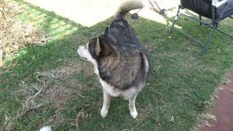 The chicken didn't make it but it made some husky's happy...