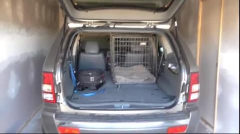 What did we do? Get a puppy? A Husky puppy?