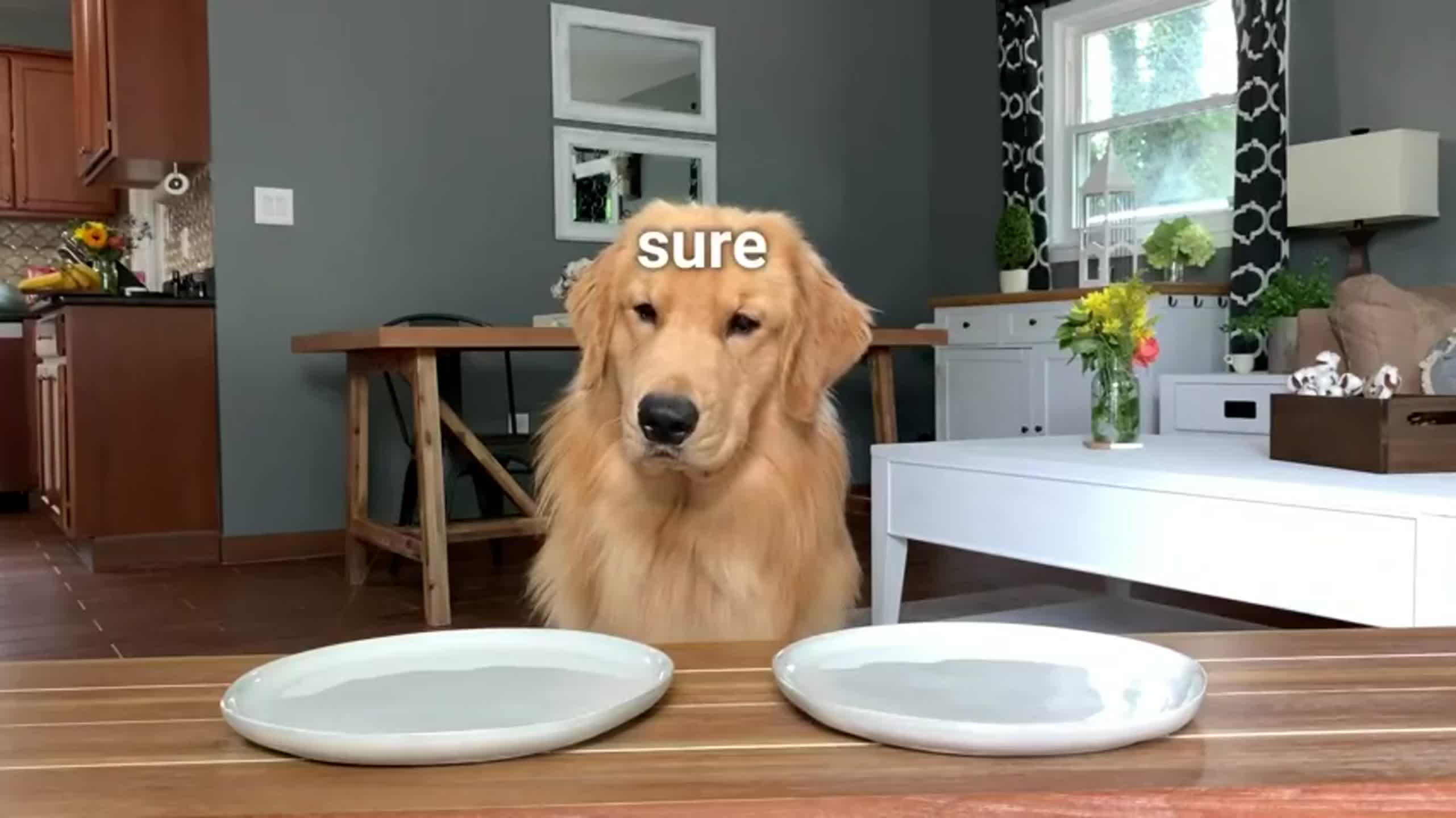 Dog Reviews Food With Grandpa Tucker Taste Test 13 PixelPointTV