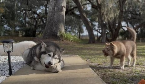 Giant Malamute Meets His Son