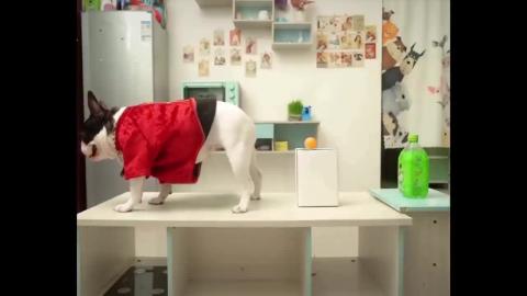 Try Not To Laugh or Grin While Watching Funny Animals Com...