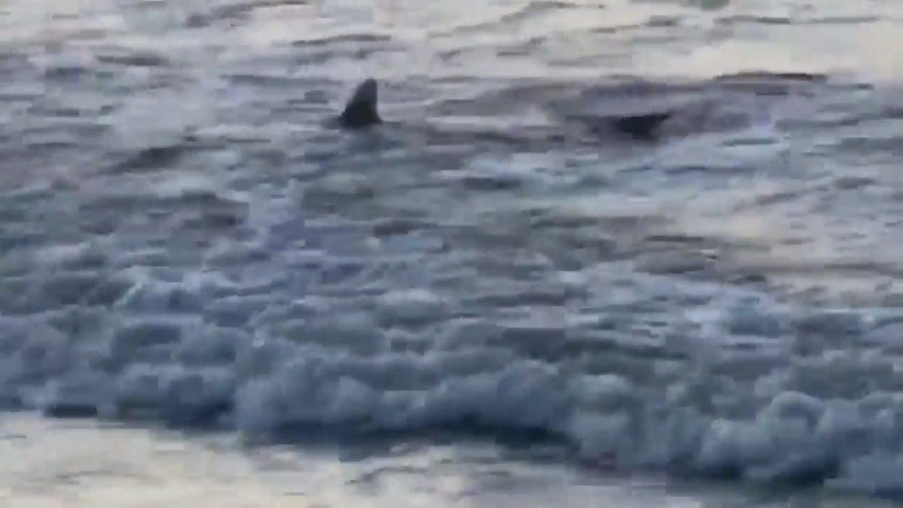 Shark spotted off Hilton Head beach. Experts say it's common | Hilton ...