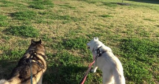 Discovered a brand new Husky proof dog park