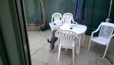 Miniature Schnauzer Can't Quite reach - with cone on head...