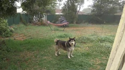 Merry Christmas everyone. Lots of love from a malamute & ...