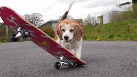 Awesome Beagle Charlie Practicing his Skateboard Tricks