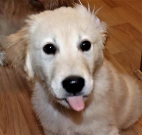 Pranked Funny Puppy Tries The  Hotdog Challenge!