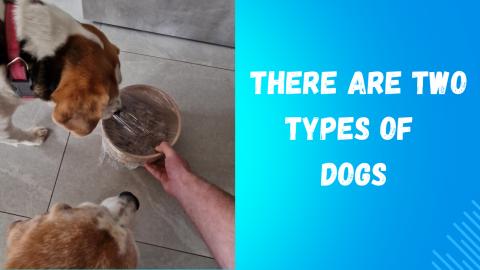 There are Two Types of Dogs - Funny Video 