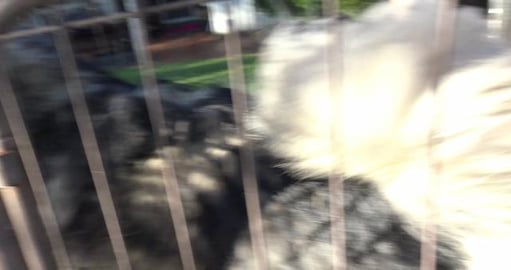 Shaven Samoyed, Malamute hugs and garbage bins