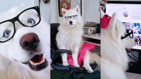 Husky Gets A Job As A Social Media Manager