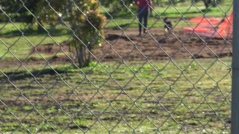 Beautiful day to take a Husky & Malamute to the dog park