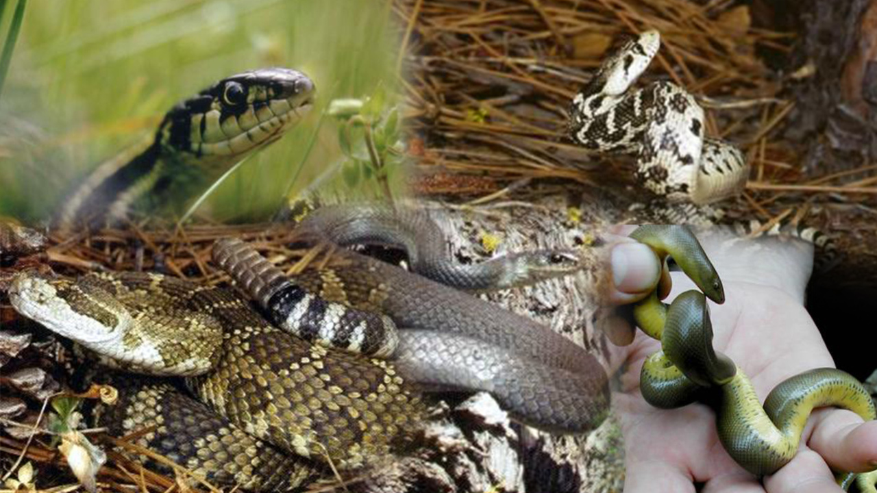 Washington's 12 Species of Snakes. See The One That Can Kill You!